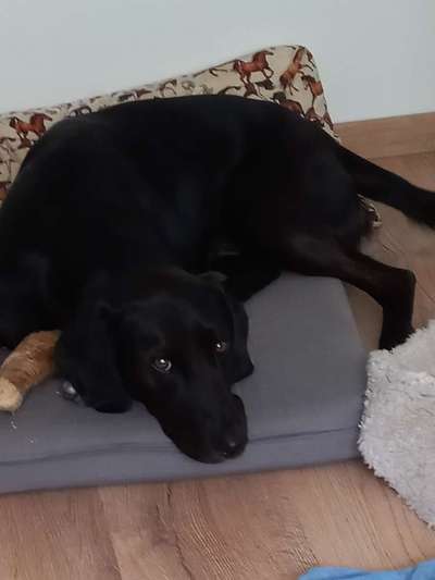 Dogorama Photo Challenge- genervter Blick-Beitrag-Bild