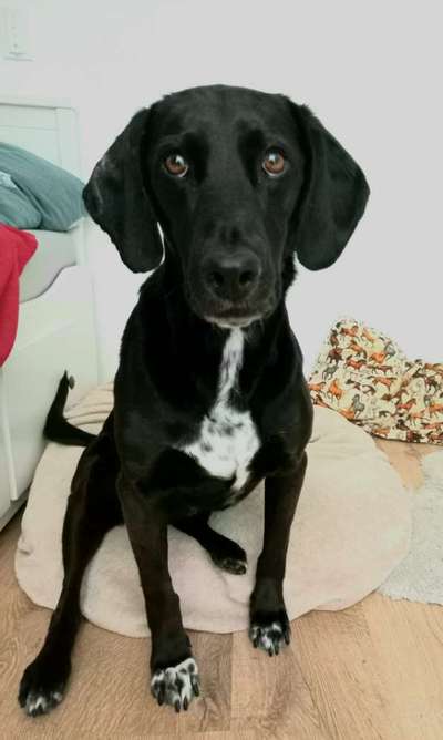 Labradorfans-Beitrag-Bild