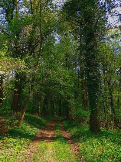 Die wunderschöne Welt mit Hund.-Beitrag-Bild