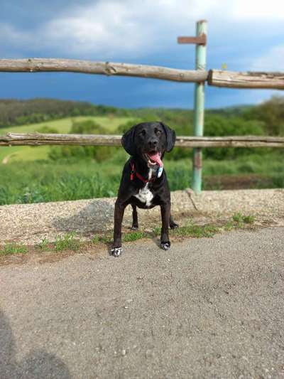 149. Foto Challenge: Wer ist hier der Boss!-Beitrag-Bild