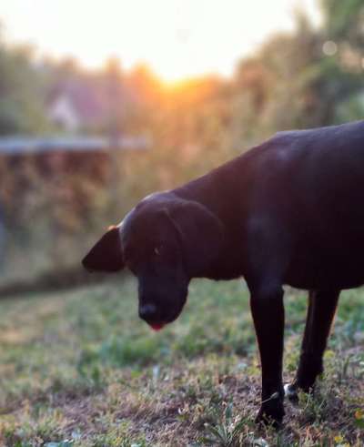 Zeige den lustigsten Blick deines Hundes-Beitrag-Bild