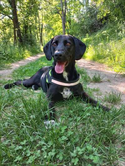 Immer der Nase nach - die schönsten Jagdhund-Bilder-Beitrag-Bild