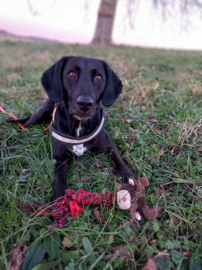 Dogorama Photo Challenge - Rund-Beitrag-Bild