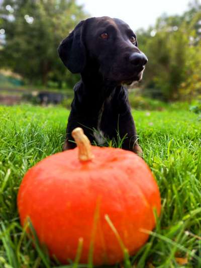 33.Farben Challenge: 
Thema Herbstfarben-Beitrag-Bild