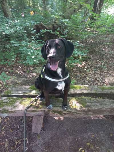 Dogorama Photo Challenge - Bänke-Beitrag-Bild