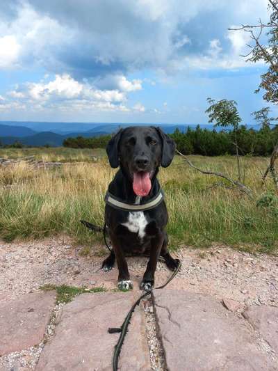 156. Fotochallenge *** DEIN HUND UND DIE WUNDERSCHÖNEN WOLKEN ***-Beitrag-Bild