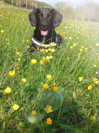 9.Farben-Fotochallenge            Gelb-Beitrag-Bild