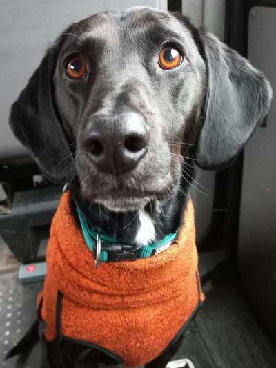 Foto Challenge Thema "Hunde im Auto"-Beitrag-Bild