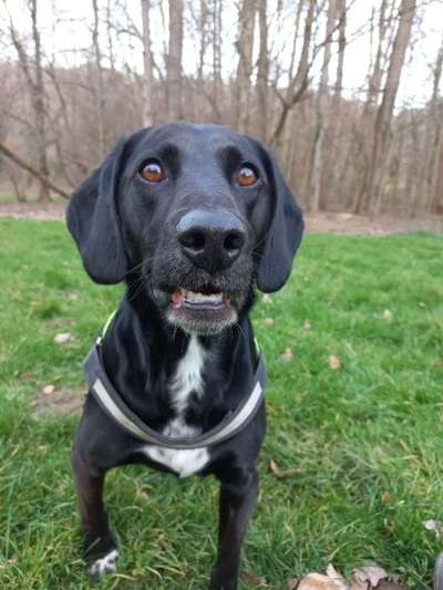 Zeige den lustigsten Blick deines Hundes-Beitrag-Bild