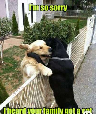 Hunde Memes-Beitrag-Bild