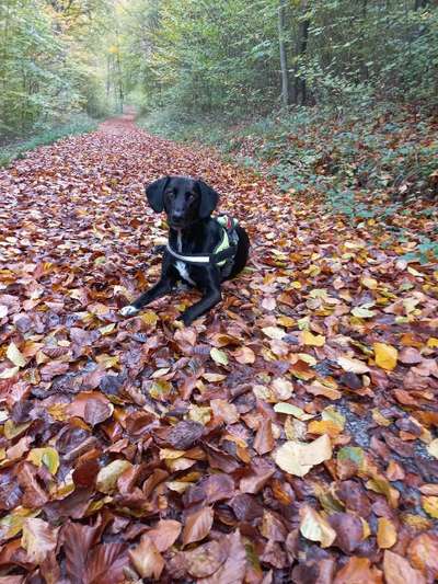 Herbst Bilder-Beitrag-Bild