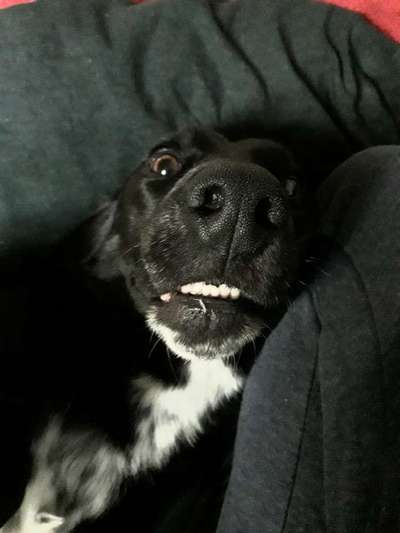 Hier ist der Spaßthread. Zum Schmunzeln und Kaputtlachen-Beitrag-Bild