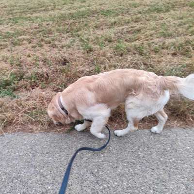 Hundetreffen-Große runde Gassi über Felder/Feldwege-Bild