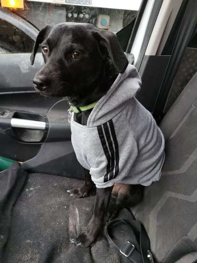 Kleidung für den Labrador?-Beitrag-Bild