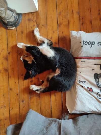 Berner Sennen-Beitrag-Bild