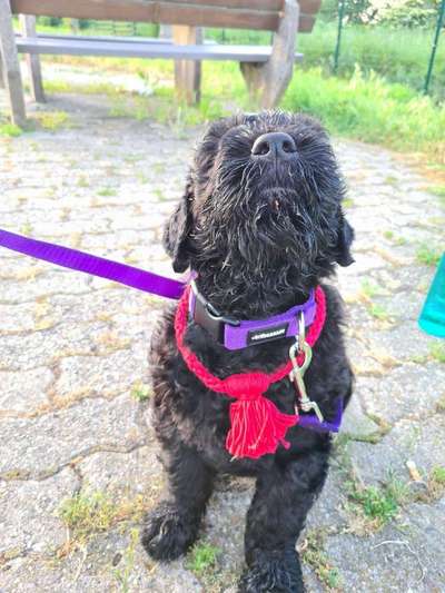 Welpen Bilder !-Beitrag-Bild