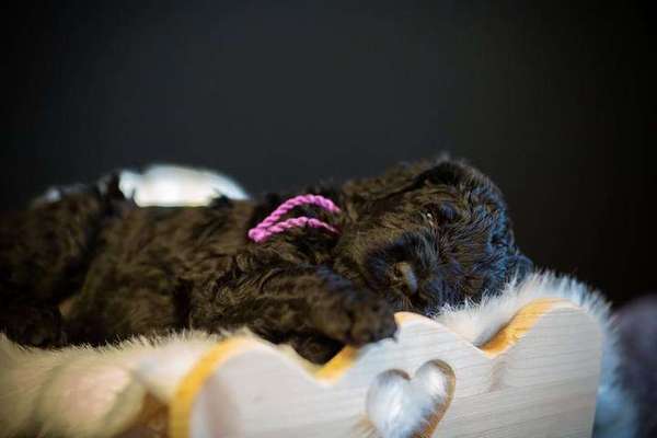 Welpen Bilder !-Beitrag-Bild