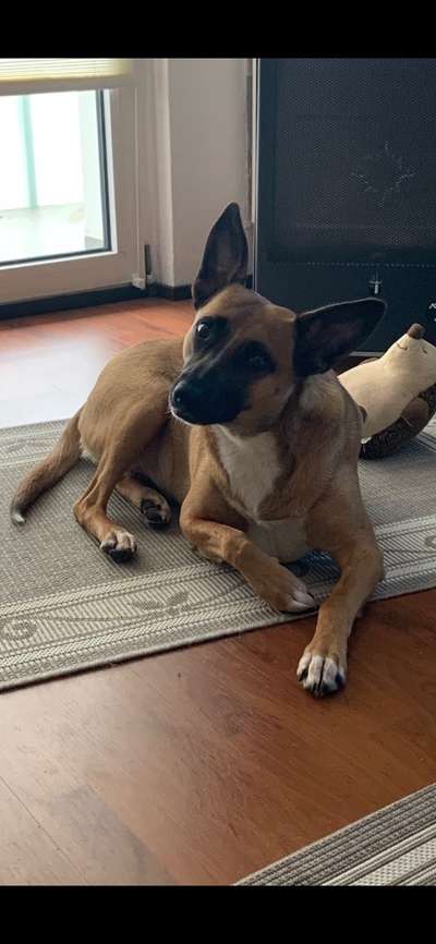 Podencomischling oder Podenco-Beitrag-Bild