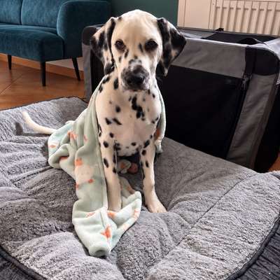 Hundetreffen-Spielkameraden gesucht-Bild