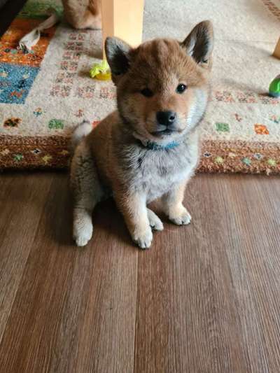 Welpen Bilder !-Beitrag-Bild