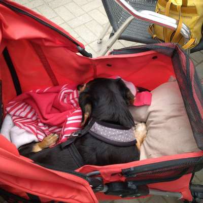 Gelähmter Hund, ein Leben mit Rolli-Beitrag-Bild