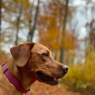 Hundetreffen-Hundefreund*innen gesucht-Bild