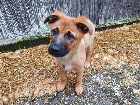 Welpen Bilder !-Beitrag-Bild