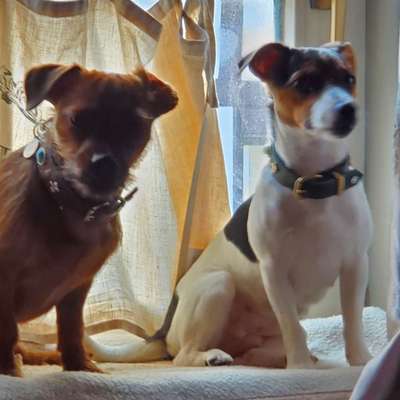 Hundetreffen-Suche kleine Hunde in Lügde