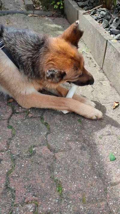 Auslandstierschutz-Beitrag-Bild