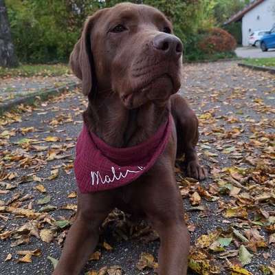 Hundetreffen-Gemeinsame Gassirunden/Spielrunden🐶-Bild