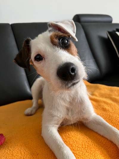 Wo sind die Jack und Parson Russell Terrier?-Beitrag-Bild