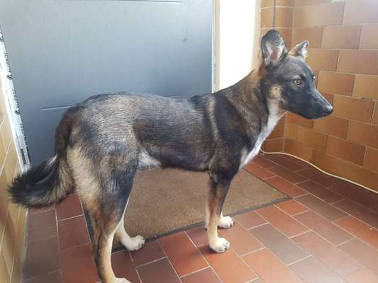 Mischlinge raten - Rätselspaß-Beitrag-Bild