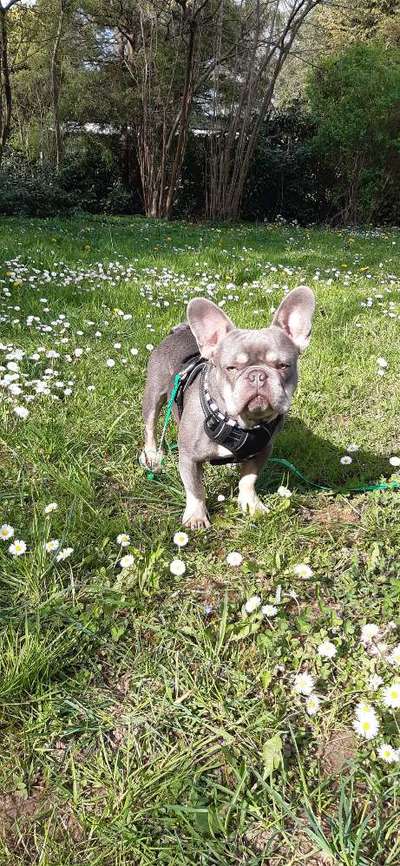 Zeigt her eure Frenchi-Beitrag-Bild