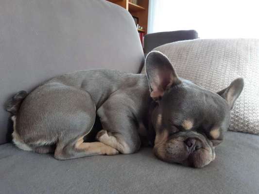 Französische Bulldoggen-Beitrag-Bild