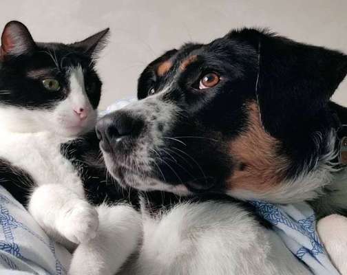 Auslandstierschutz-Beitrag-Bild