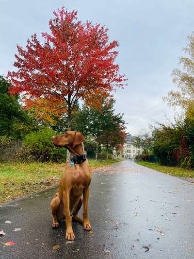 33.Farben Challenge: 
Thema Herbstfarben-Beitrag-Bild