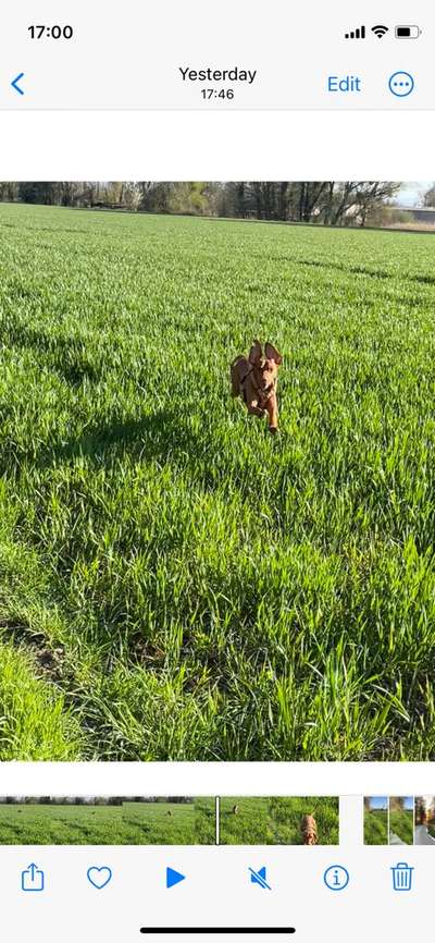 Foto Challenge Nr. 137 - Lass die Ohren fliegen-Beitrag-Bild