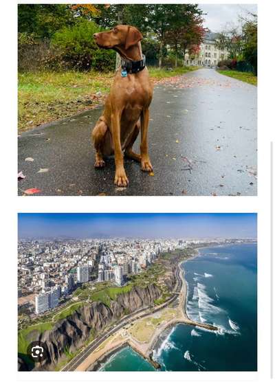 Wie heißt dein Hund?-Beitrag-Bild