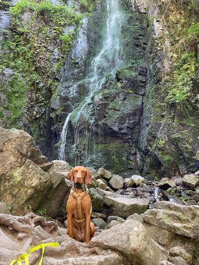Sind hier Deutsch Kurzhaar/ Jagdhunde?-Beitrag-Bild