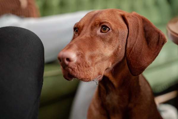 Fotochallenge sabbernder Hund-Beitrag-Bild