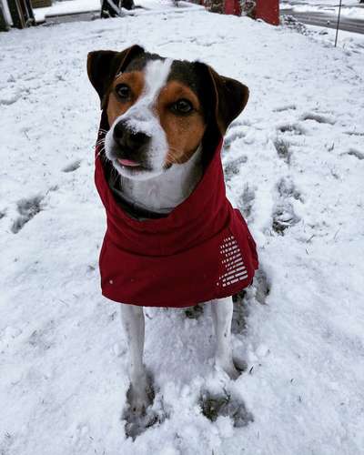 Dansky (Dansk-Svensk Gårdshund)-Beitrag-Bild