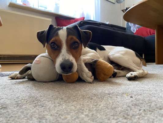 Dansky (Dansk-Svensk Gårdshund)-Beitrag-Bild