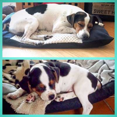 Seltene Rassen!-Beitrag-Bild