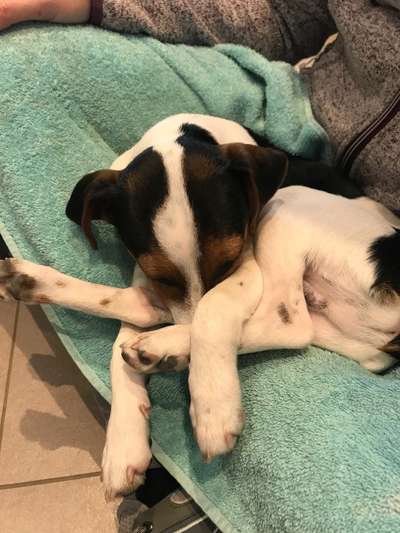 Dansky (Dansk-Svensk Gårdshund)-Beitrag-Bild