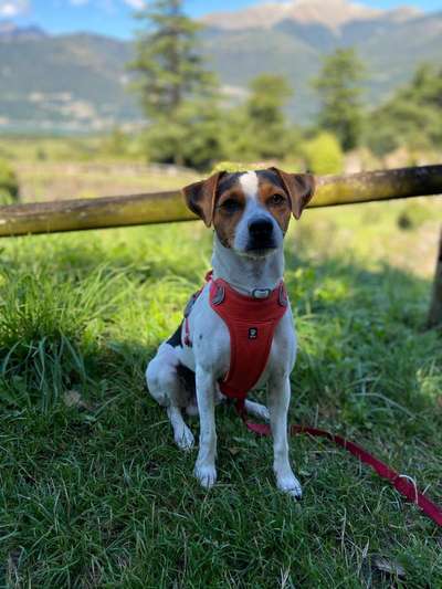 Dansky (Dansk-Svensk Gårdshund)-Beitrag-Bild