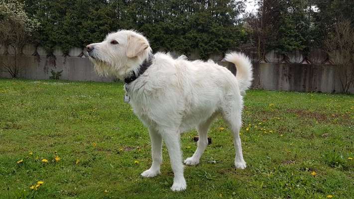 Hund aus dem Spanischen Tierschutz-Beitrag-Bild