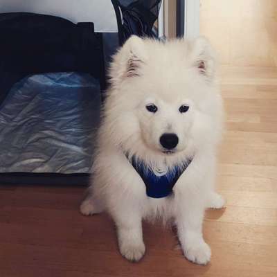 Samojede-Beitrag-Bild