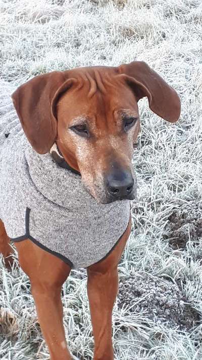 Rhodesian Ridgeback-Beitrag-Bild