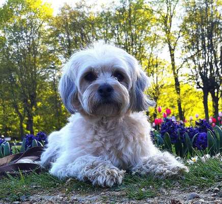 Die Dogorama Monats Challenge "Es grünt und blüht"-Beitrag-Bild