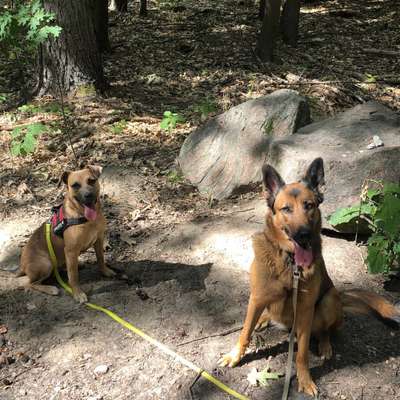 Hundetreffen-Hundespaziergänge mit Toben